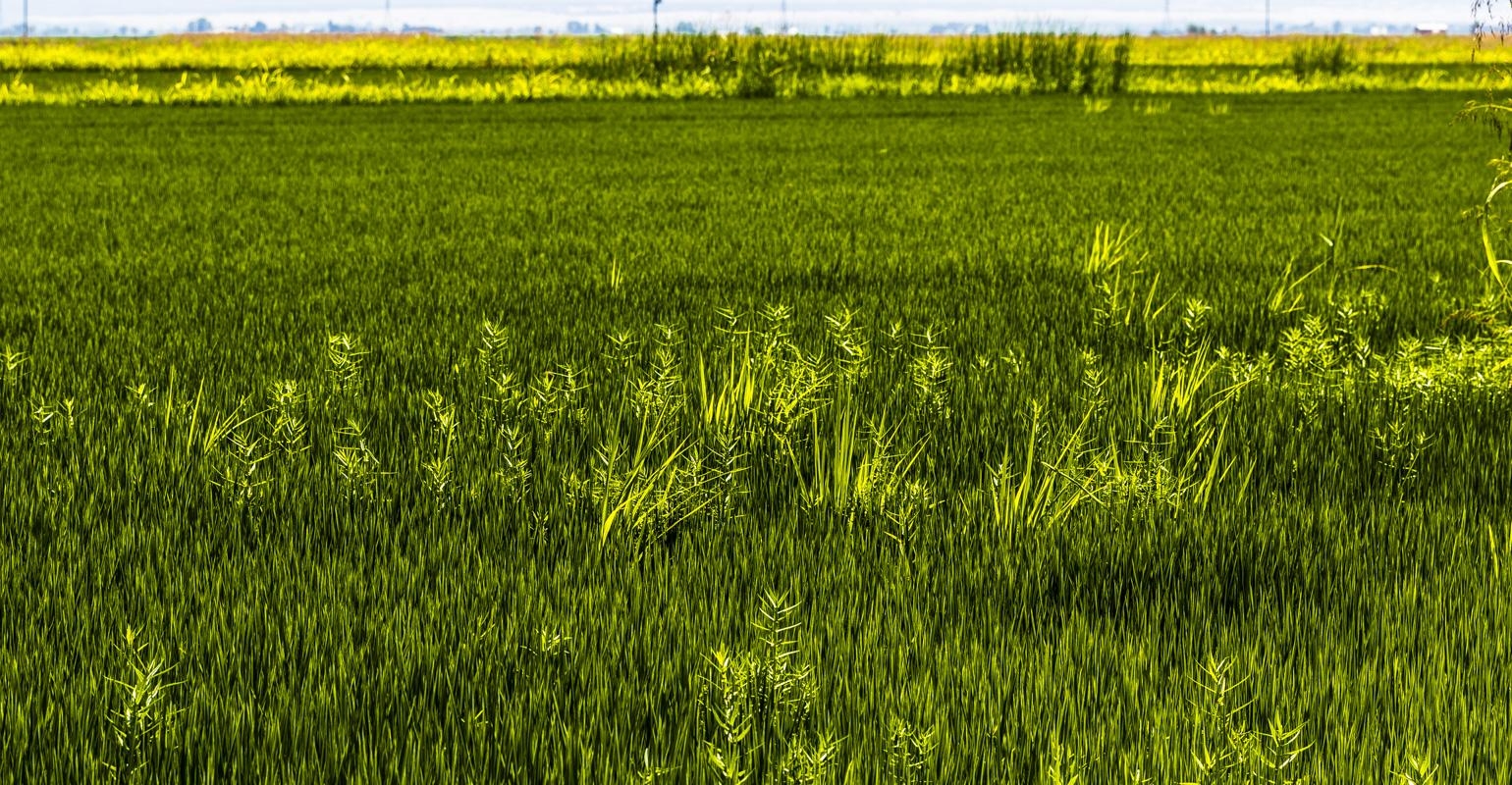 干燥的堕落 的地面可能有助于杂草米盾 Uc杂草科学 Anr博客 118bet金博宝app